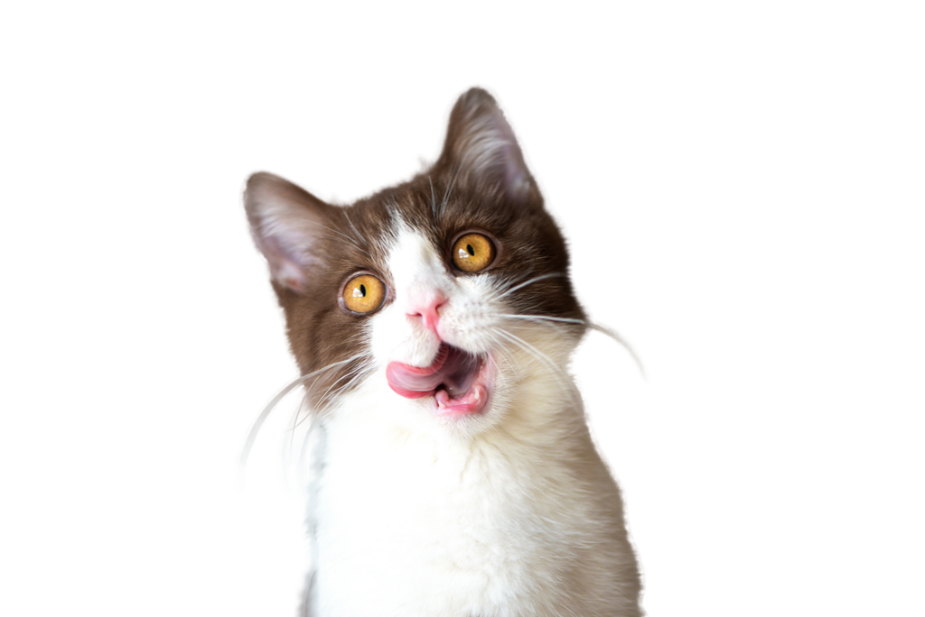 Hero Image of a Cat