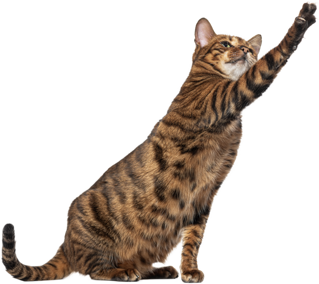 "Paws" What You're Doing Cat