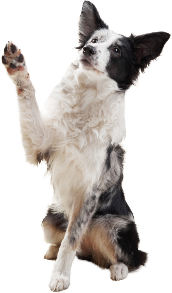 "Paws" What You're Doing Dog