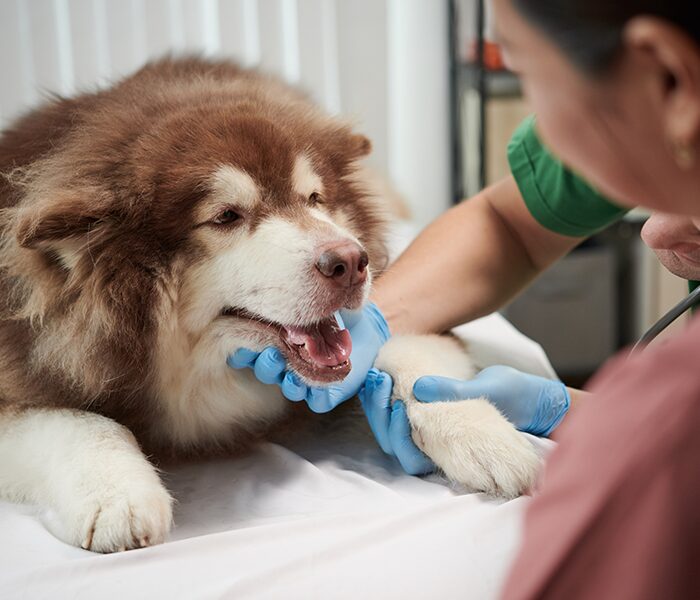 Image of a dog laying on a table in front of two vets with it's mouth slightly open representative of Dentistry services