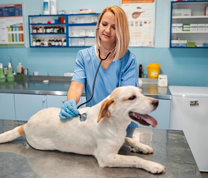 Image of a dog laying on an exam table while a vet presses a stethoscope against it's back representative of Oncology services
