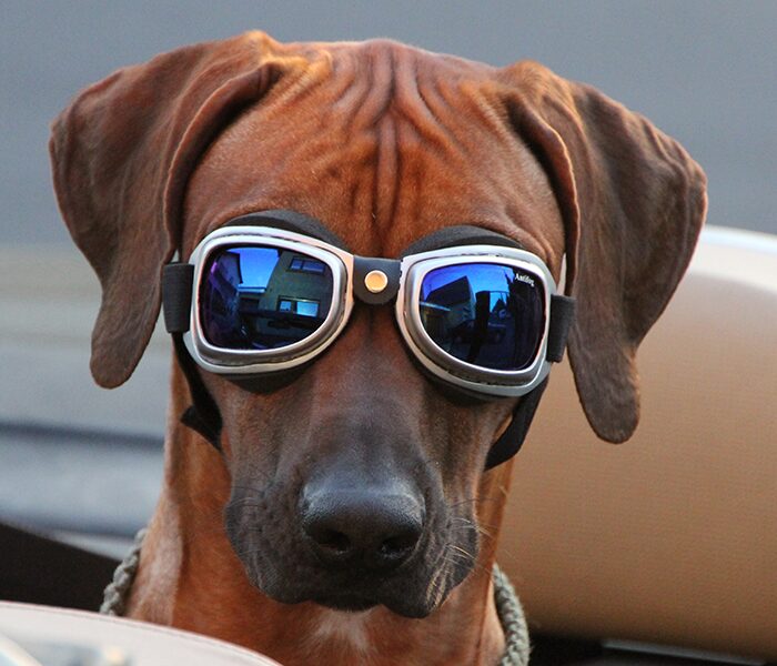 Image of a dog wearing goggles representative of Laser Therapy service