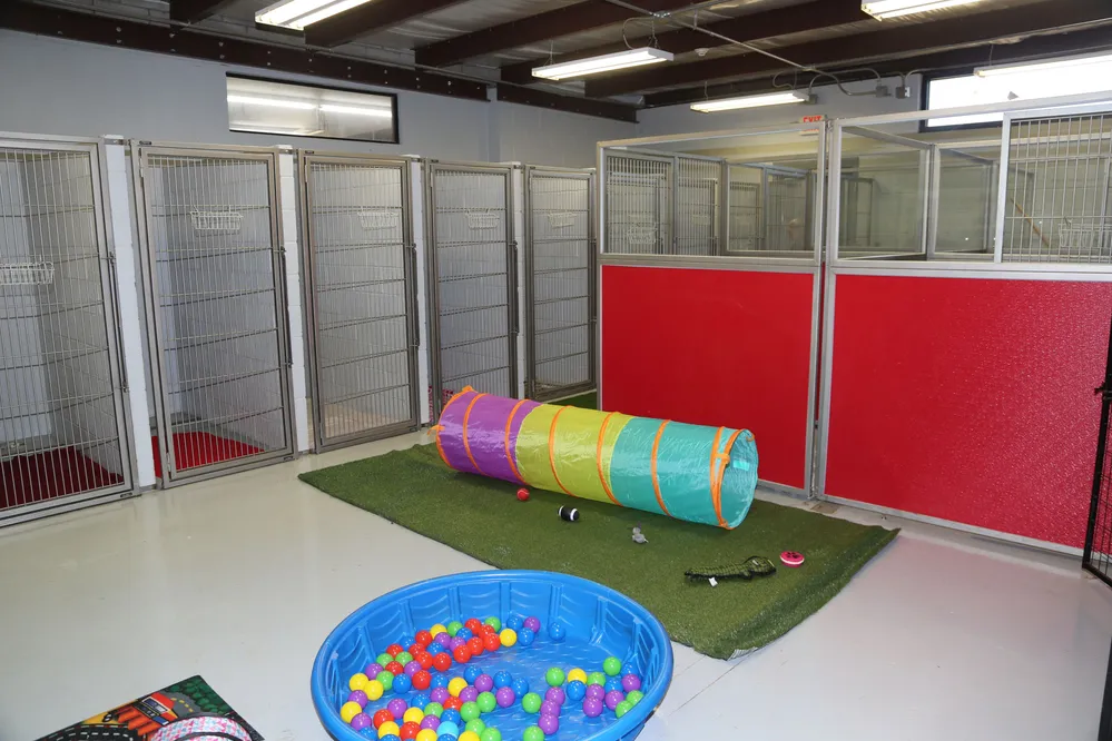 Photo of Animal Care Center of Tupelo Location Back of Office, includes several large kennels as well as a few play items like a tunnel, a kiddie pool full of balls, and some toys