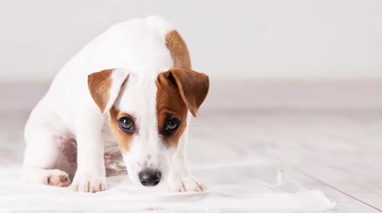 Image of a small dog lowering its head submissively