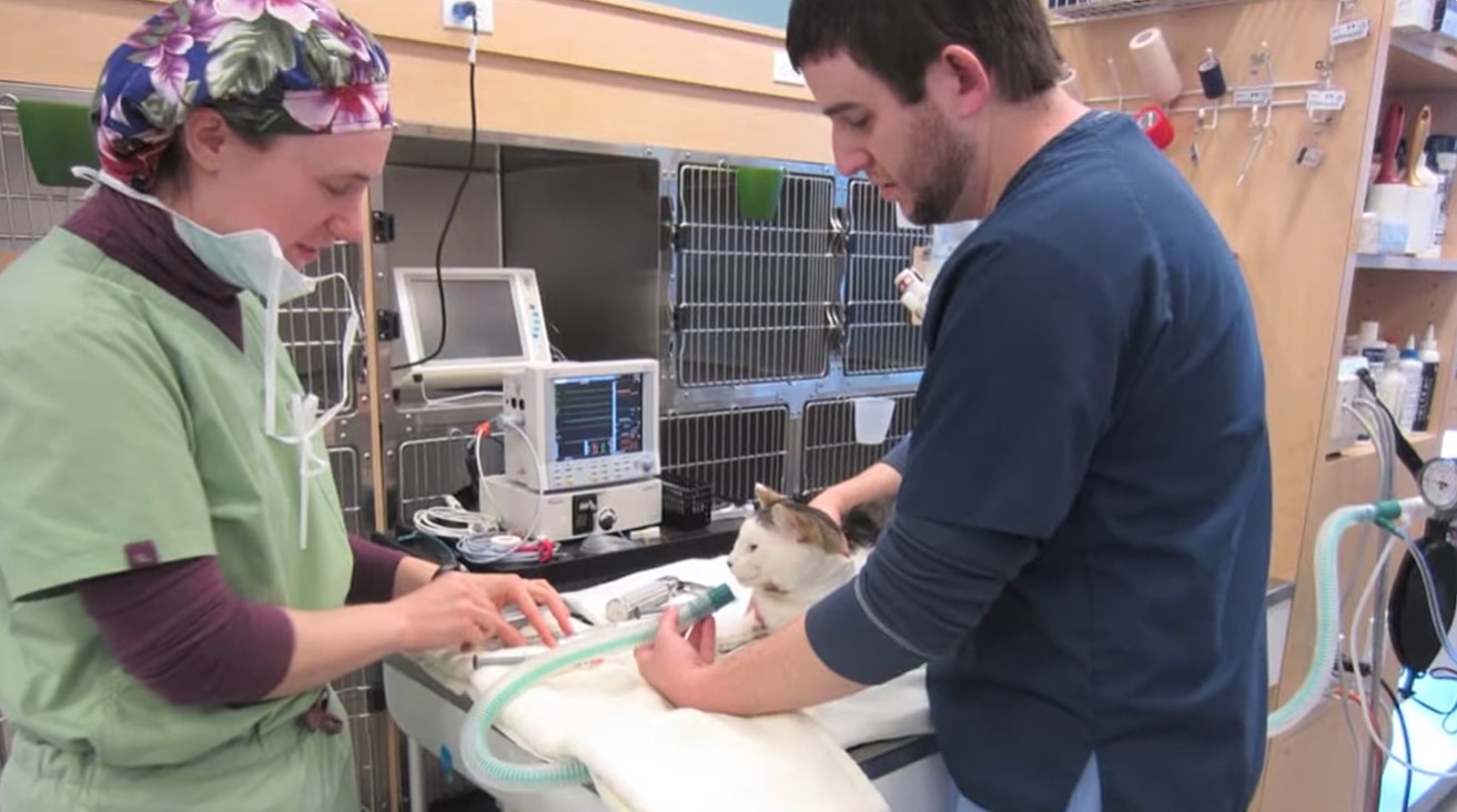 Image of a cat on an exam table with two vets on either side