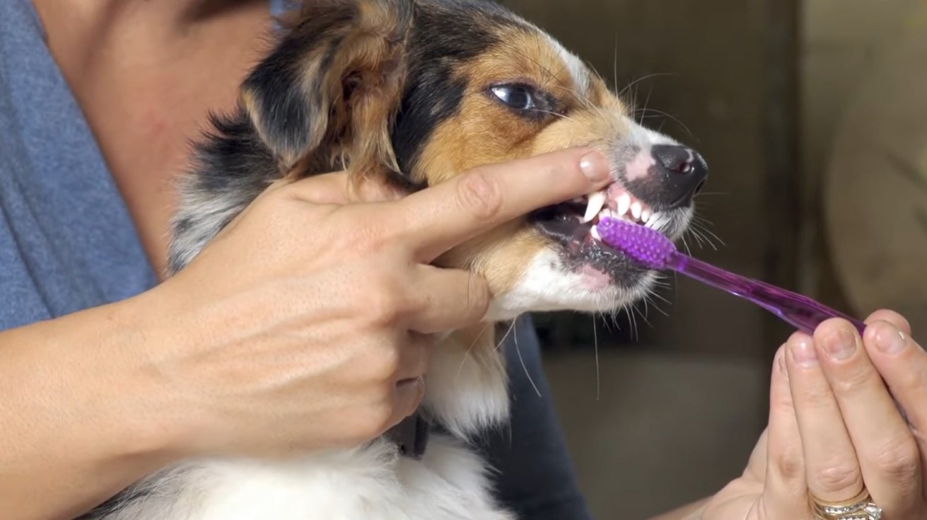 Image of a person holding back a dog's upper lip to brush it's teeth