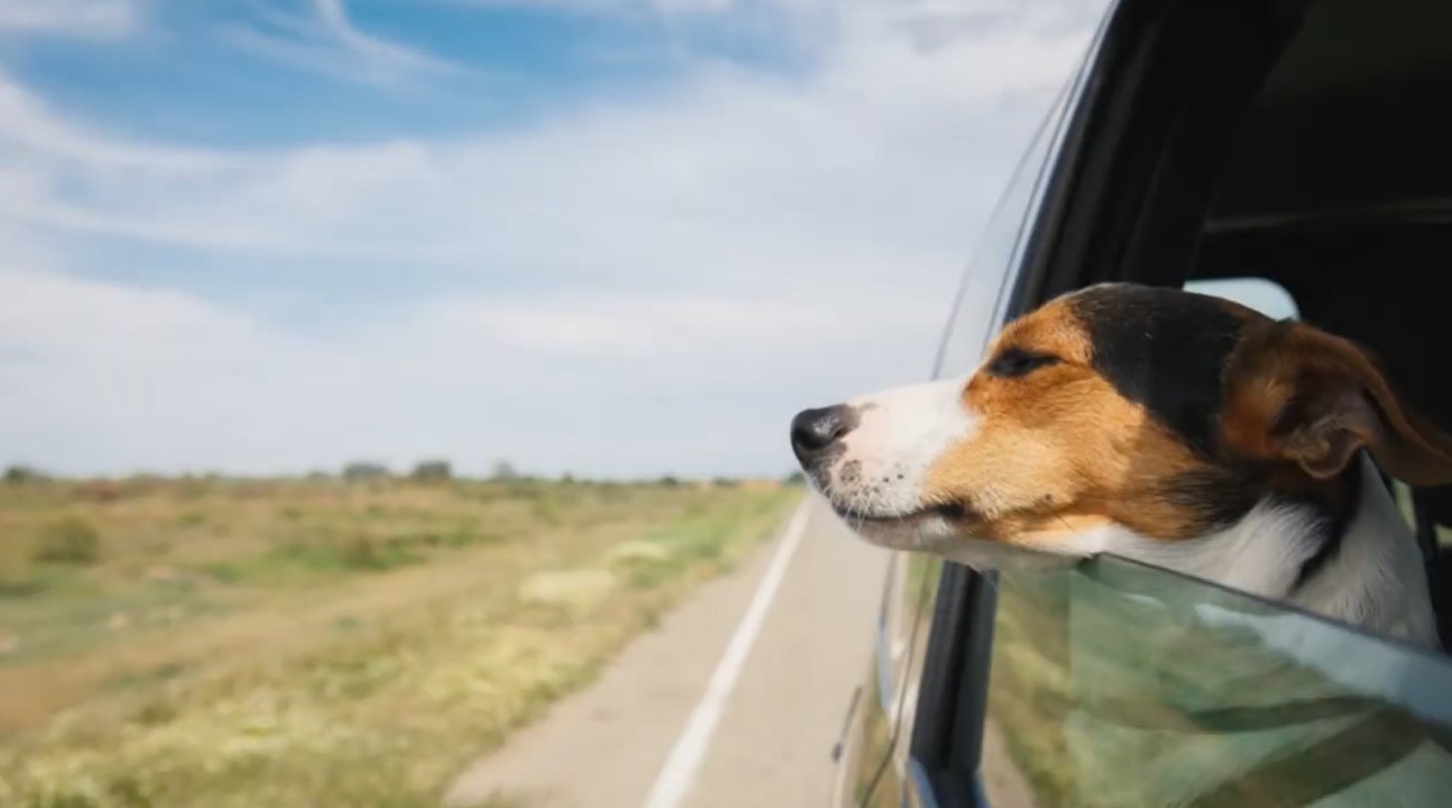 Image of a dog with its head out of the window of a car