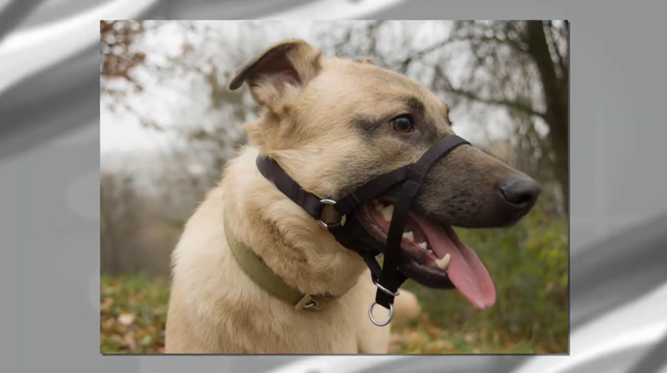 Image of a dog wearing a collar around the neck and a different type of collar on it's face