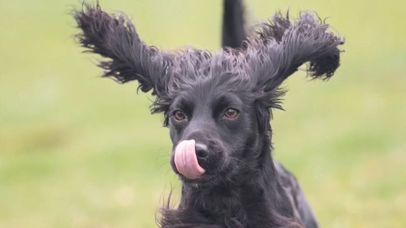Image of a dog running with its ears flapping