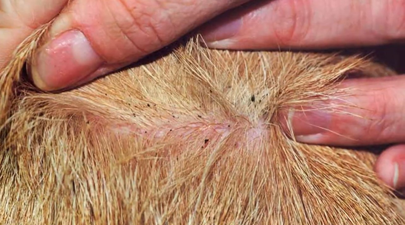 Image of a animals' fur pulled back to show residue from fleas