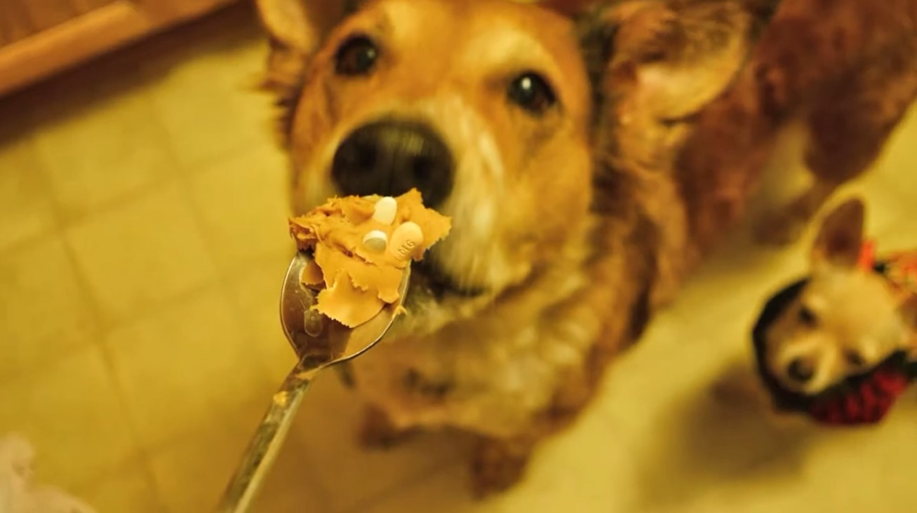 Image of two dogs out-of-focus with a spoon of peanut butter containing pills in-focus above them