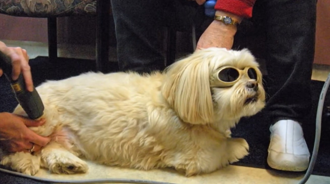 Image of a dog wearing goggles receiving laser therapy