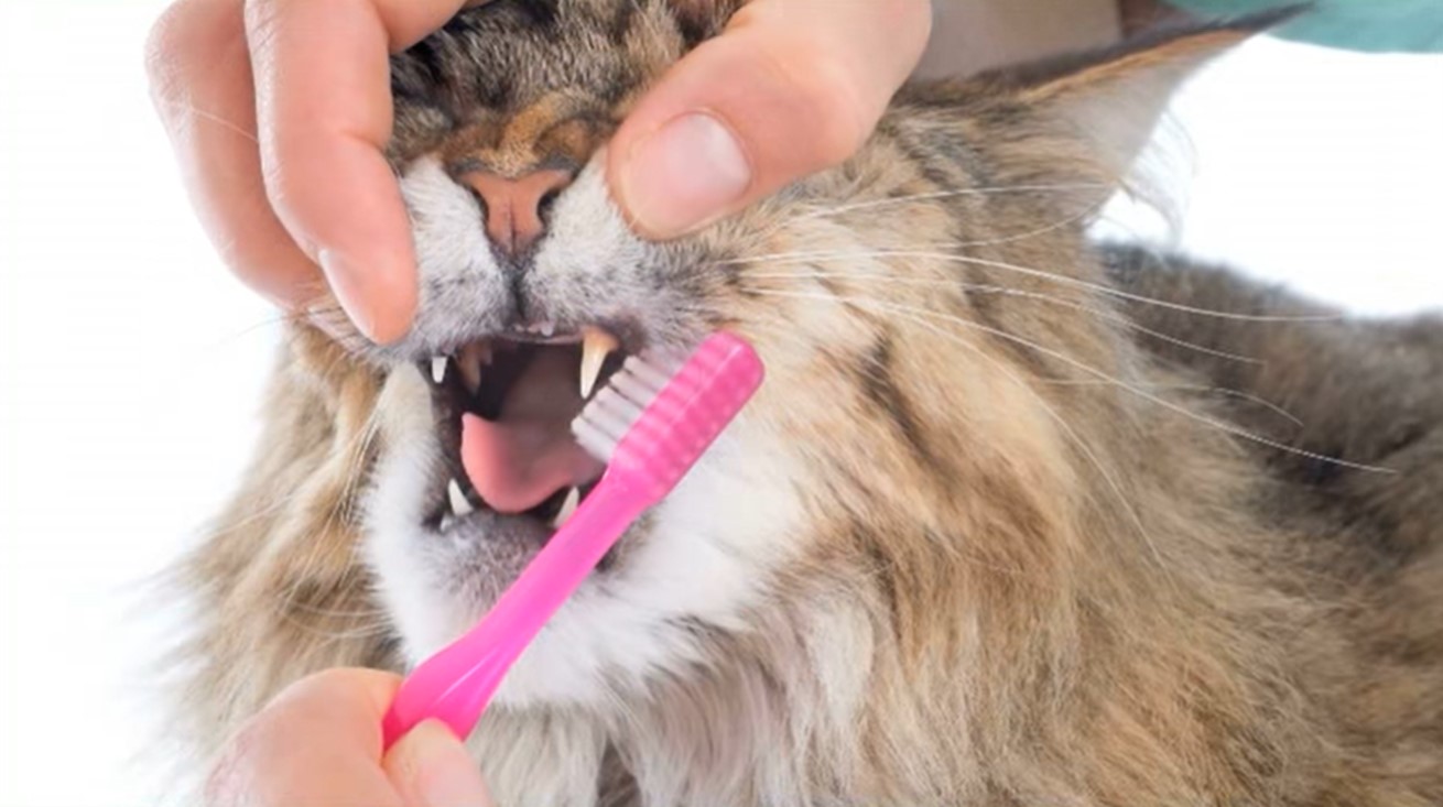 Image of a cat having its mouth urged open to brush teeth