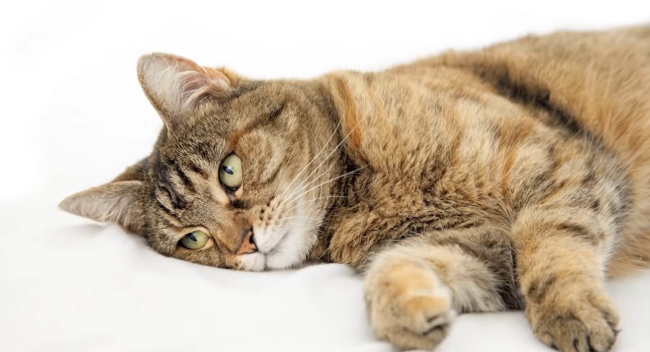 Image of a cat lying on its side
