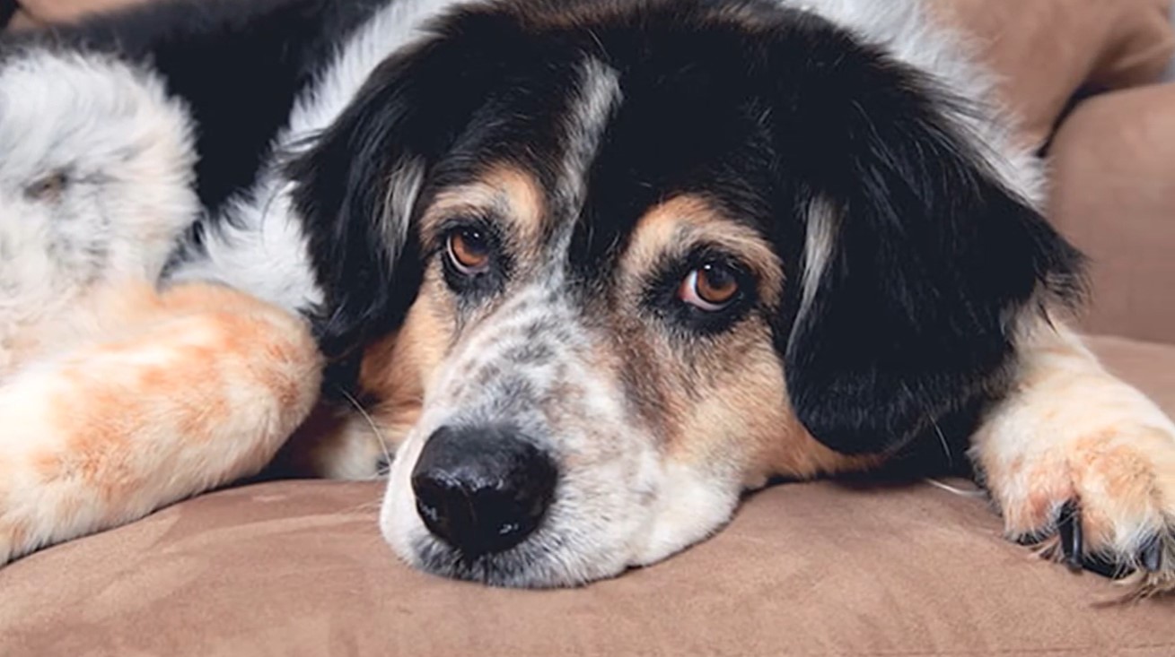 Image of a dog laying on furniture