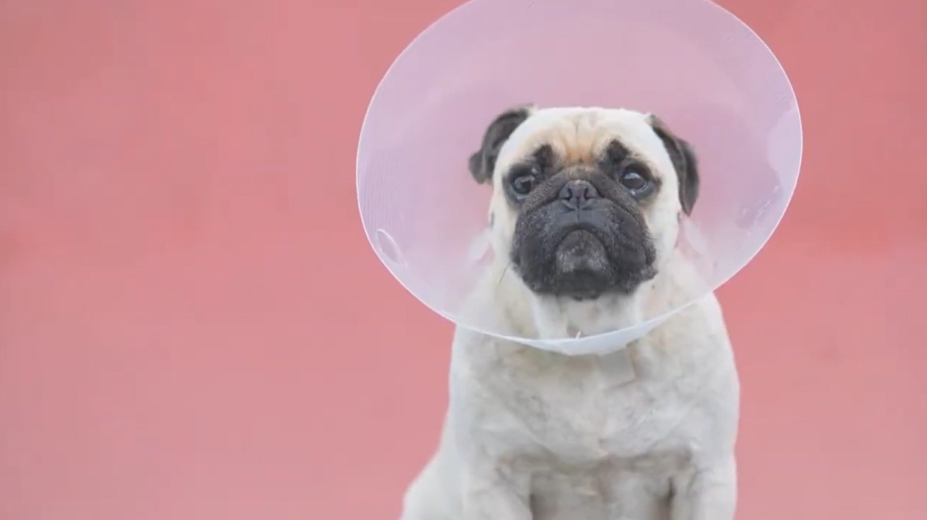 Image of a dog with a cone