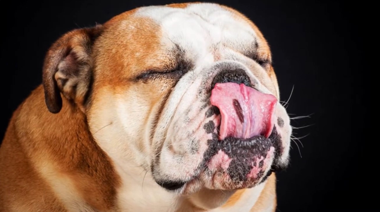 Image of a dog licking it's nose