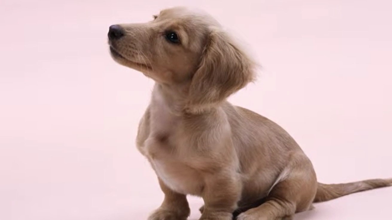 image of a puppy sitting and looking up